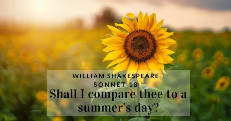 Foreground sunflower with a background of a sunflower field, symbolizing the summer in William Shakespeare's "Sonnet 18".